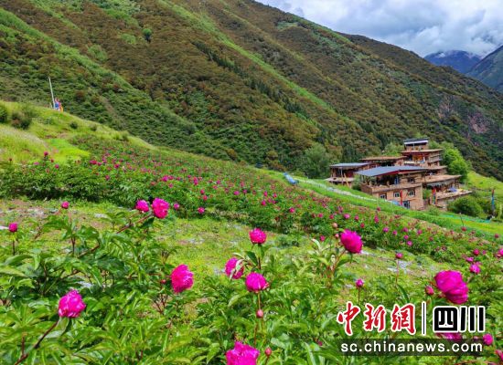 芍藥種植基地。壤塘縣委宣傳部供圖 芍藥種植基地。壤塘縣委宣傳部供圖