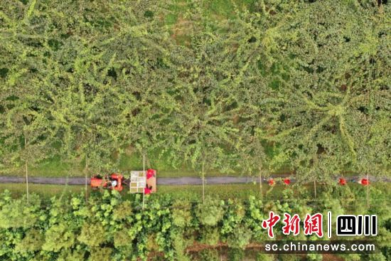 種好獼猴桃,收獲“致富果”。楊波 攝 種好獼猴桃,收獲“致富果”。楊波 攝