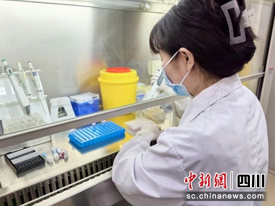 工作人員正在做樣本制備。四川省臍帶血造血干細胞庫供圖 工作人員正在做樣本制備。四川省臍帶血造血干細胞庫供圖