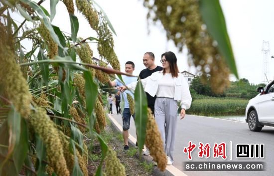 高粱成熟。謝思語 供圖 高粱成熟。謝思語 供圖