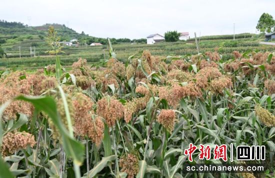 萬畝高粱成熟豐收。謝思語 供圖 萬畝高粱成熟豐收。謝思語 供圖