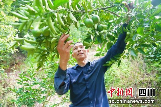 村民張業軍正在采摘新鮮成熟的枳殼。劉薪攝 村民張業軍正在采摘新鮮成熟的枳殼。劉薪攝