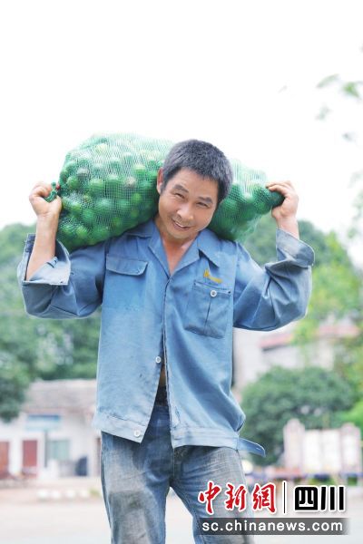 村民欣喜地搬運剛采摘好的枳殼。劉薪 攝 村民欣喜地搬運剛采摘好的枳殼。劉薪 攝