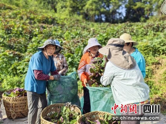 正在裝運。李正熙 攝 正在裝運。李正熙 攝
