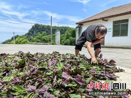 成堆的紫蘇葉。李正熙 攝 成堆的紫蘇葉。李正熙 攝