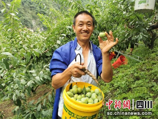 村民采摘忙。汶川縣委宣傳部供圖 村民采摘忙。汶川縣委宣傳部供圖