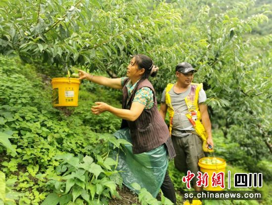 村民采摘忙。汶川縣委宣傳部供圖 村民采摘忙。汶川縣委宣傳部供圖