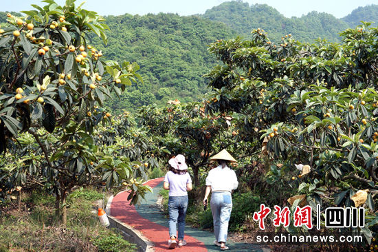 漢旺鎮的枇杷園。 綿竹市融媒體中心供圖 漢旺鎮的枇杷園。 綿竹市融媒體中心供圖