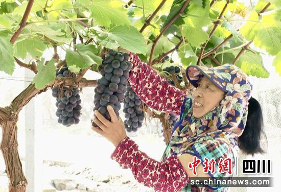 采摘葡萄。 綿竹市融媒體中心供圖 采摘葡萄。 綿竹市融媒體中心供圖