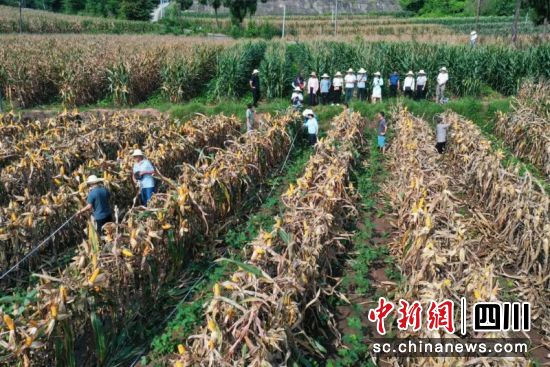 測產現場。姚陽 攝 測產現場。姚陽 攝