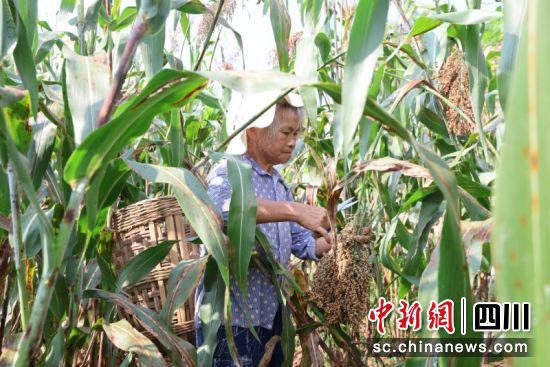 高粱迎豐收農戶收割忙。蔣雪梅攝 高粱迎豐收農戶收割忙。蔣雪梅攝