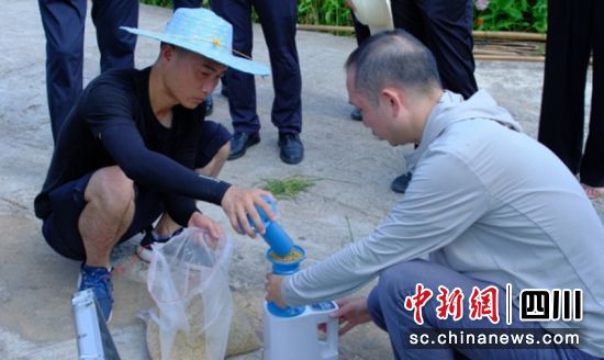 實收測產現場。富順融媒 供圖 實收測產現場。富順融媒 供圖
