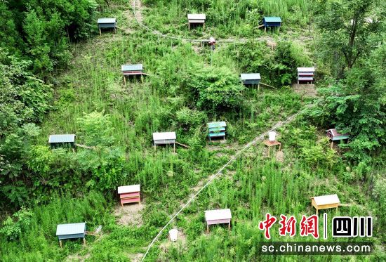 錯落有致的“雞別墅”。 平武縣委宣傳部供圖 錯落有致的“雞別墅”。 平武縣委宣傳部供圖