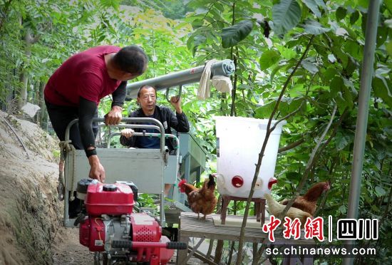 機械化投喂雞食。 平武縣委宣傳部供圖 機械化投喂雞食。 平武縣委宣傳部供圖