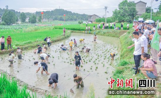 村民們稻田抓魚。儀隴縣委宣傳部供圖 村民們稻田抓魚。儀隴縣委宣傳部供圖