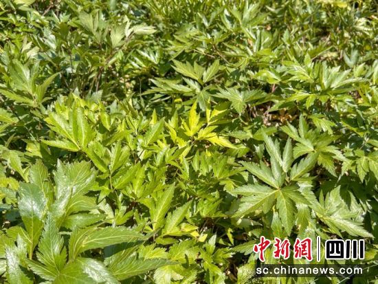 成片的當(dāng)歸長勢良好。張芮瑜 攝 成片的當(dāng)歸長勢良好。張芮瑜 攝
