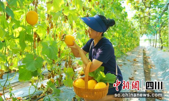 西充縣雙龍橋村,游客正在采摘哈密瓜。衡歡 攝 西充縣雙龍橋村,游客正在采摘哈密瓜。衡歡 攝