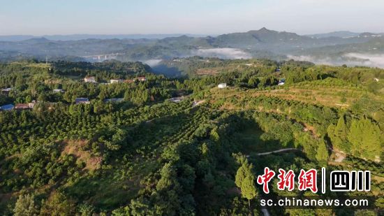 種植園全貌。營山縣融媒體中心供圖 種植園全貌。營山縣融媒體中心供圖