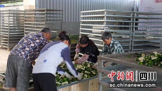 工人加工枳殼。營山縣融媒體中心供圖 工人加工枳殼。營山縣融媒體中心供圖