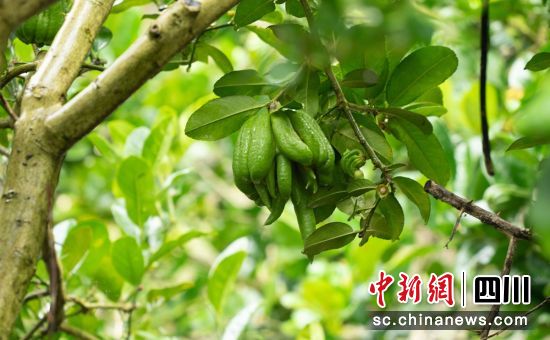 “佛手柑”成熟。 石棉融媒 供圖 “佛手柑”成熟。 石棉融媒 供圖
