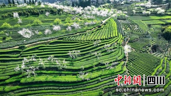 高縣蕉村鎮(zhèn)青云村茶園。羅景萍 攝 高縣蕉村鎮(zhèn)青云村茶園。羅景萍 攝