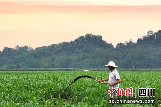 洪雅種植戶正在用沼液進(jìn)行施肥。洪雅融媒供圖 洪雅種植戶正在用沼液進(jìn)行施肥。洪雅融媒供圖