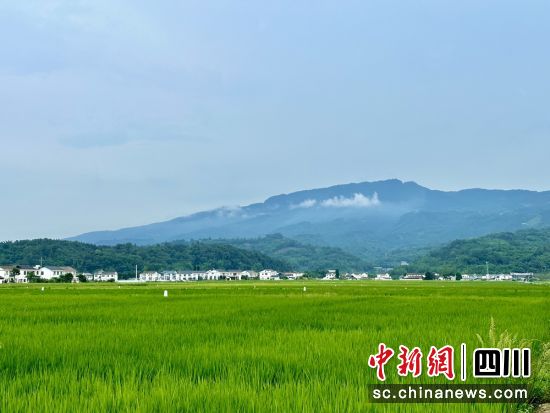 洪雅青衣江流域糧食現(xiàn)代農(nóng)業(yè)園區(qū)一角。洪雅融媒供圖 洪雅青衣江流域糧食現(xiàn)代農(nóng)業(yè)園區(qū)一角。洪雅融媒供圖
