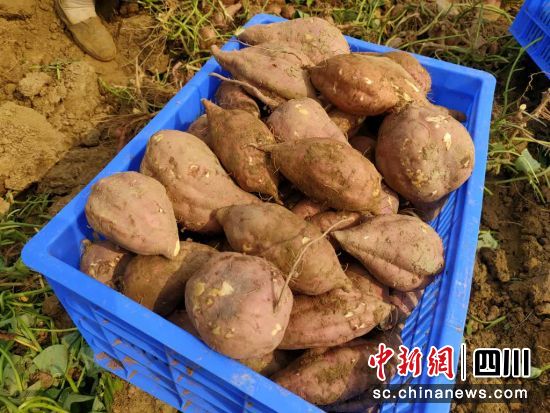 成熟的紅薯。 游仙區融媒體中心供圖 成熟的紅薯。 游仙區融媒體中心供圖