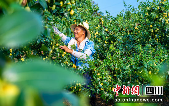貴妃棗采摘。 羅江區(qū)委宣傳部供圖 貴妃棗采摘。 羅江區(qū)委宣傳部供圖