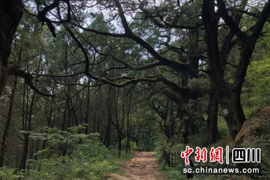 人保財(cái)險(xiǎn)廣元市分公司工作人員查看古樹(shù)名木生長(zhǎng)情況。人保財(cái)險(xiǎn)廣元市分公司供圖 人保財(cái)險(xiǎn)廣元市分公司工作人員查看古樹(shù)名木生長(zhǎng)情況。人保財(cái)險(xiǎn)廣元市分公司供圖