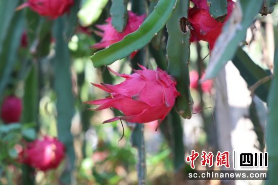“紅果”滿枝頭。劉怡 攝 “紅果”滿枝頭。劉怡 攝