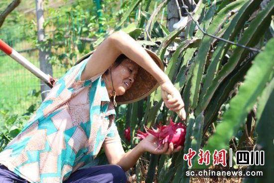 農戶正在采摘火龍果。劉怡 攝 農戶正在采摘火龍果。劉怡 攝