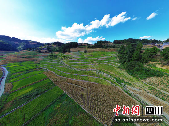 “金葉子” 聚力助力鄉村振興。古藺縣融媒體中心供圖 “金葉子” 聚力助力鄉村振興。古藺縣融媒體中心供圖
