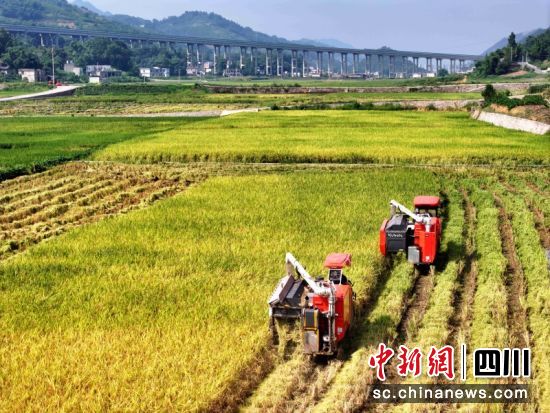 高縣糧油現代農業園區內收割機正在收割水稻。 陽凈 攝 高縣糧油現代農業園區內收割機正在收割水稻。 陽凈 攝