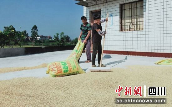 村民晾曬稻谷。沿灘融媒 供圖 村民晾曬稻谷。沿灘融媒 供圖