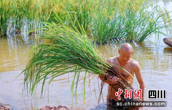引進的“巨型稻”。貢井融媒 供圖 引進的“巨型稻”。貢井融媒 供圖