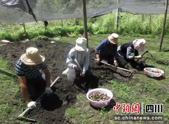 采收貝母。松潘縣委組織部供圖 采收貝母。松潘縣委組織部供圖