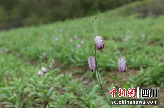 貝母長勢好。松潘縣委組織部供圖 貝母長勢好。松潘縣委組織部供圖