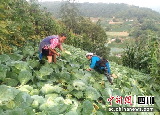 菜農采收蓮花白。汶川縣委宣傳部供圖 菜農采收蓮花白。汶川縣委宣傳部供圖