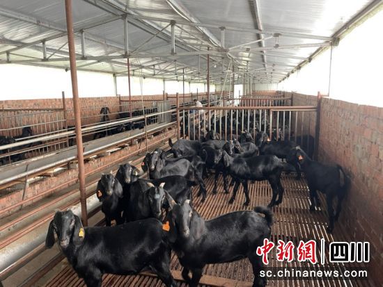 簡陽市沐風養殖專業合作社繁育的簡州大耳羊。簡陽融媒體中心 供圖 簡陽市沐風養殖專業合作社繁育的簡州大耳羊。簡陽融媒體中心 供圖
