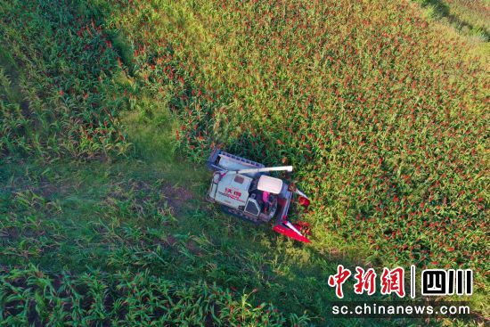 四川小磨井酒業有限公司有機高粱種植基地豐收現場。 衡歡 攝 四川小磨井酒業有限公司有機高粱種植基地豐收現場。 衡歡 攝