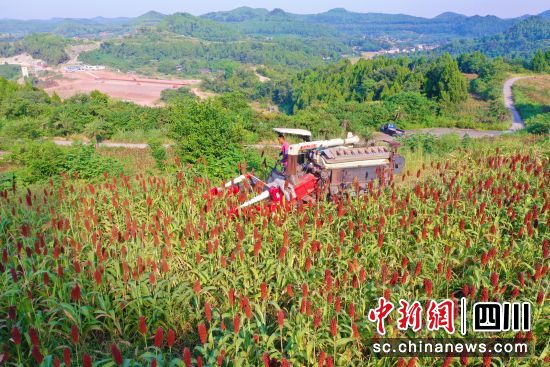 四川小磨井酒業有限公司有機高粱種植基地豐收現場。 衡歡 攝 四川小磨井酒業有限公司有機高粱種植基地豐收現場。 衡歡 攝