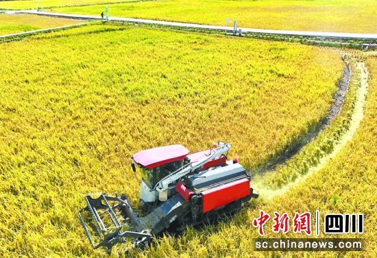河舒鎮小板橋村農機手駕駛農機收割稻谷。周亮 攝 河舒鎮小板橋村農機手駕駛農機收割稻谷。周亮 攝