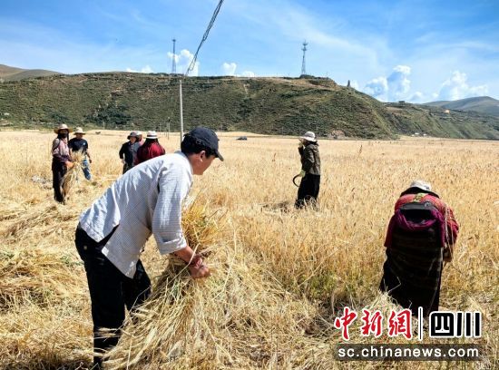 村民正在搶收青稞。王廷妮攝 村民正在搶收青稞。王廷妮攝