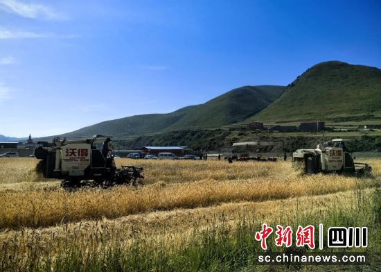 收割機(jī)在田間作業(yè)。王廷妮攝 收割機(jī)在田間作業(yè)。王廷妮攝