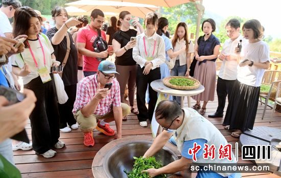 感受現(xiàn)場制茶。榮縣融媒 供圖 感受現(xiàn)場制茶。榮縣融媒 供圖