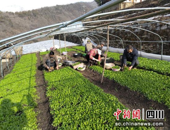 汶川縣綿虒鎮積極發展集體經濟產業。汶川縣委宣傳部供圖 汶川縣綿虒鎮積極發展集體經濟產業。汶川縣委宣傳部供圖