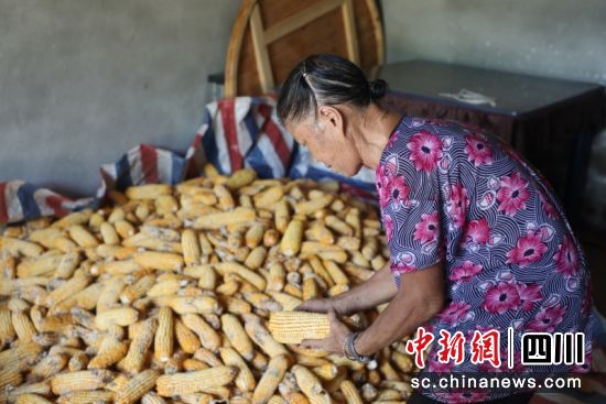 曾國英清理玉米。 秦旭 攝 曾國英清理玉米。 秦旭 攝