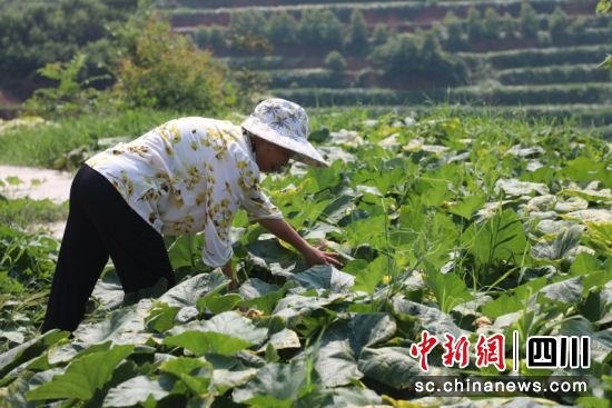 家門口打工。 秦旭 攝 家門口打工。 秦旭 攝