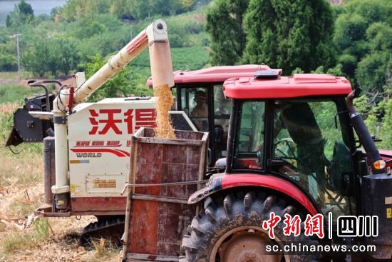 收割機正在放糧。孫小紅 攝 收割機正在放糧。孫小紅 攝